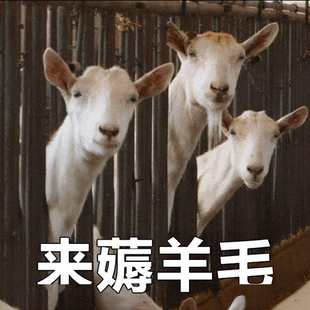 來薅羊毛